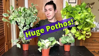 Make Small Pothos & Philodendron Pots into HUGE Baskets Fast! | Ft. Neon & Marble queen Pothos
