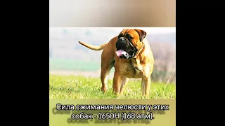 ТОП 5 пород собак с самым сильным укусом !!! #shorts