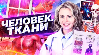 Человек. Ткани | Летний курс | БиоФАК 2022