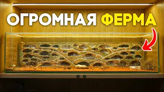 I MADE A HUGE ANT FARM FOR MESSOR ANTS! STEP-BY-STEP INSTRUCTIONS FOR CREATING A FORMICARIUM!