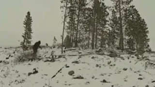 Sasquatch Stills From A Video And A Special Story Share