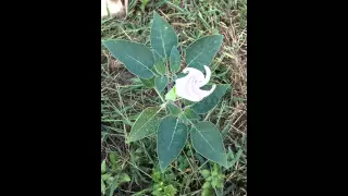 Moon flower blooming          (Time lapse)