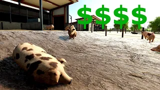 Are pigs worth it in farming simulator 22?? | fs22 pigs guide