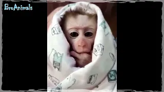 ПРИКОЛЫ С ОБЕЗЬЯНАМИ, СМЕШНЫЕ ОБЕЗЬЯНЫ 🐒 FUNNY MONKEYS, FUN WITH MONKEYS #1