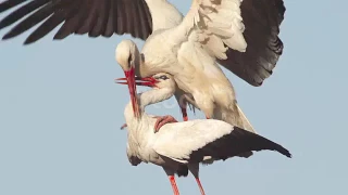 Cigogne blanche-copulation