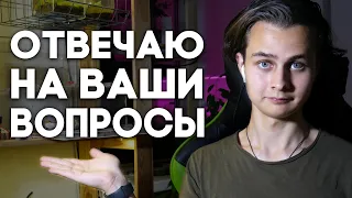 ДИМОН ОТВЕТИТ #3  ОТВЕЧАЕМ НА ВОПРОСЫ ЗРИТЕЛЕЙ И ОБЩАЕМСЯ В ПРЯМОМ ЭФИРЕ  Димон и пумба