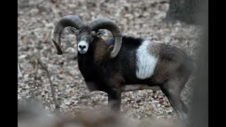 Free-range Mouflon hunting in Hungary