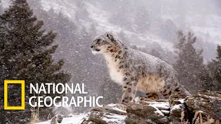 Дикая природа России | National Geographic @wildlife-sanctuary