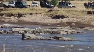Wildebeest make crossing across Mara river- crocodiles too full to attack!!