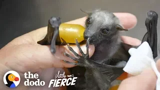 Watch This Tiny, Fuzzy Bat Grow Up to Be a Muscleman | The Dodo Little But Fierce