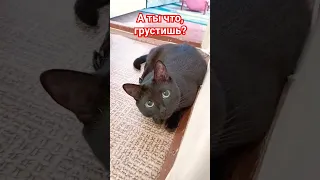 А ты что, грустишь? #cat #прикольнаяозвучка #котики