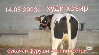 букачаи фуруши чорнипиёстри