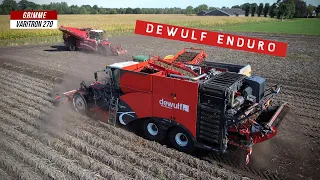 Dewulf Enduro + Grimme Varitron | Aardappels rooien | Potato Harvest | Loonbedrijf De Gier