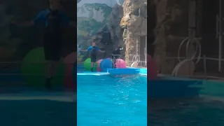 шоу морского котика...🐬🐧