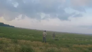 Hunting Quail in russia