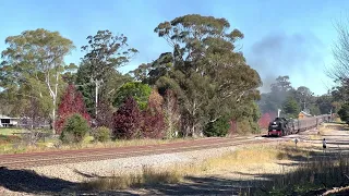 Beyer-Garratt 6029 leads the Southern Aurora trainset