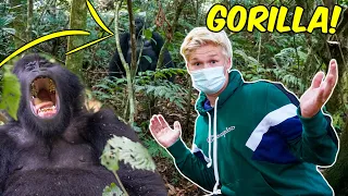 2 METER FRA EN KÆMPE GORILLA I JUNGLEN!!