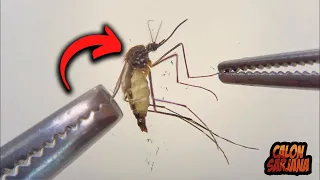 Nyamuk Dibedah Isinya Begini..! 25 Hal yang Dijamin Belom Pernah Kalian Ketahui Sebelumnya!