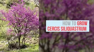 Cercis siliquastrum Growing Guide (Judas Tree) by GardenersHQ