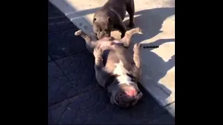 Dog licking dog