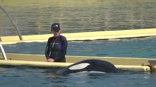 Inouk gets his teeth cleaned - Sept 14 2018 - Marineland of France