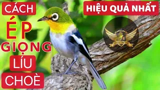 Cách Ép Giọng Líu Choè Cho Khuyên Non Hiệu Quả Nhất Nhiều AE Chưa Biết - Train Birds To Sing Right