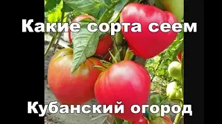 Посадка томатов на Кубани. 1 волна - в феврале