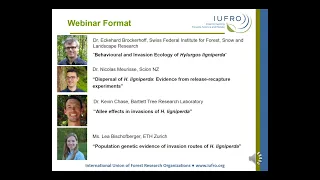 IUFRO 18th March 2021 Behavioural and Invasion Ecology of Hylurgus ligniperda