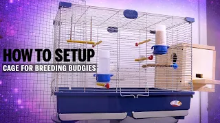 How to Setup Breeding Cage For Budgies?