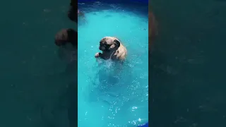 Pug Swimming #shorts