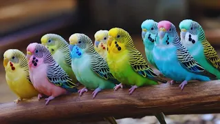 Parakeets Diet Treat | Singing Sounds Loudly | Budgies Are So Happy Most Beautiful Bird