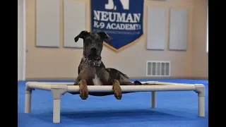 Reagan (Catahoula Dog) Boot Camp Dog Training Video Demonstration