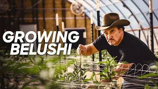 Cannabis According To Jim Belushi