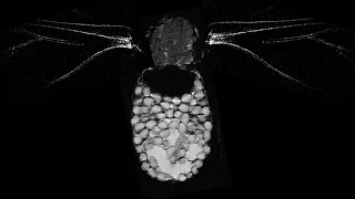 Metamorphose eines Schmetterlings - sichtbar gemacht mit Kernspinresonanztomographie (MRT)