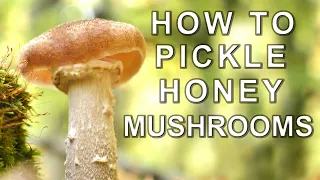 How to Gather and Pickle Honey Mushrooms