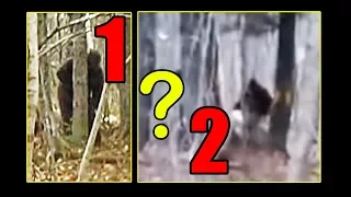 Maine, USA Bigfoot sighting - Breakdown