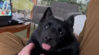 Cutest Schipperke dog on earth gets head scratches