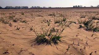 Extreme Trockenheit: Die Mini-Sahara von Brandenburg | DER SPIEGEL