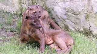 Fossa,Bioparc,Valencia,Spain,Fosa,