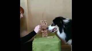 IQ 300 Super Smart Dog