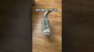 Смешные коты - Майя #shorts  #кот #кошка