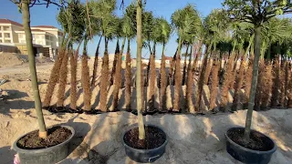 Актау RIXOS. Часть вторая. Живые пальмы( а может и не пальмы)