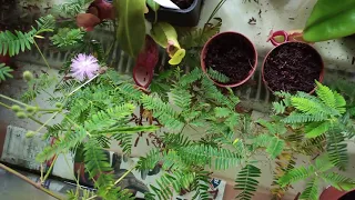 Mimosa pudica - Mimose pflegen und vermehren