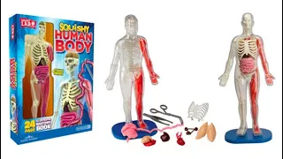 Build a squishy human body 💀 Amnay’s world