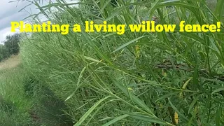 Planting a living Fence from WIllow!