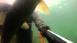 Подводная охота в Хакассии на Белого Амура