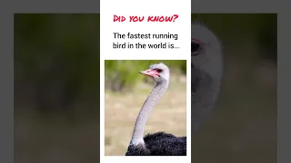 Fastest running bird #ostrich #intrestingworld #birds #facts #worldfacts #didyouknowfacts #shorts