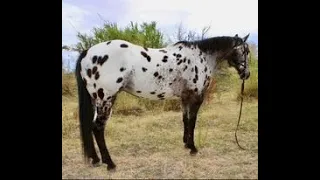 Hindsight!! Gorgeous Appaloosa Gelding for Sale!! Finished Head Horse! Family Safe Trail Horse!