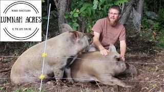 How We Raise Our Pigs On Pasture