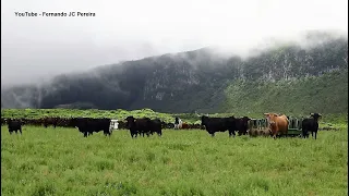 Passeio Pelas Pastagens Dos Touros - Walk Through The Bulls Pastures - Terceira Island - Azores